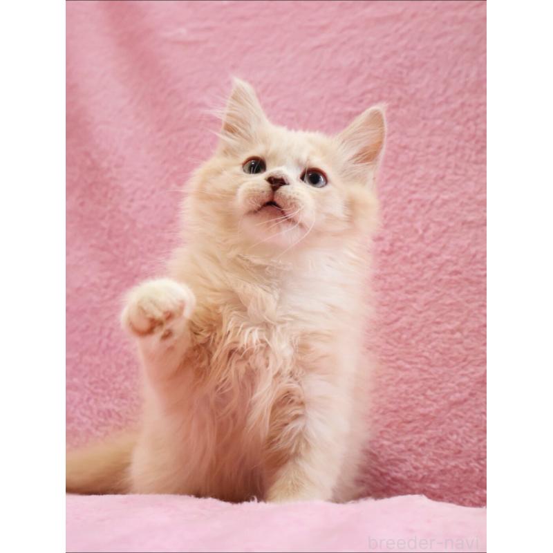 販売中の神奈川県のサイベリアン-128773の6枚目