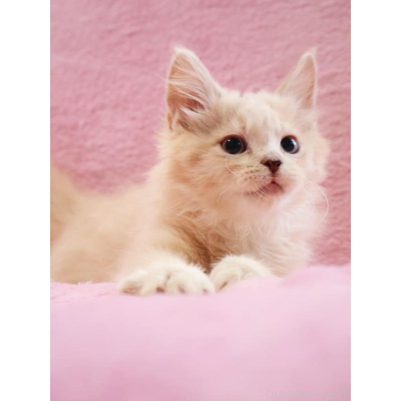 販売中の神奈川県のサイベリアン-128773の5枚目