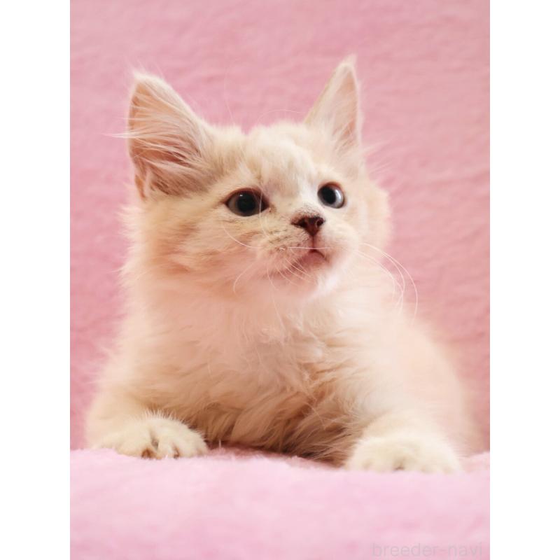 販売中の神奈川県のサイベリアン-128773の4枚目