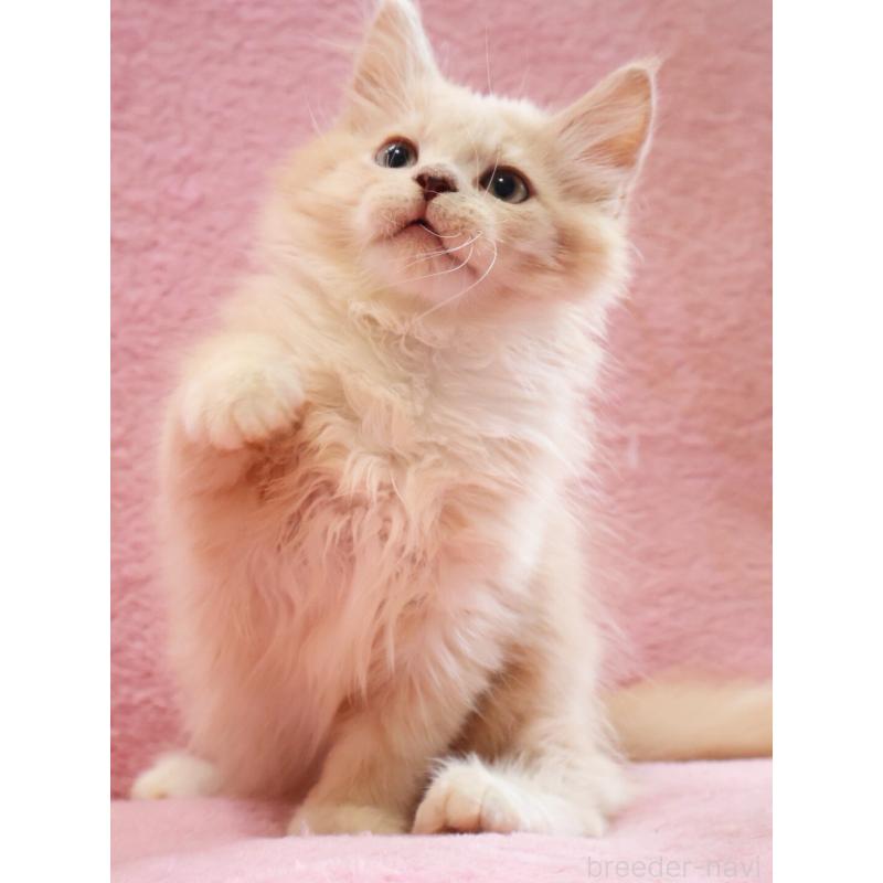 販売中の神奈川県のサイベリアン-128773の3枚目