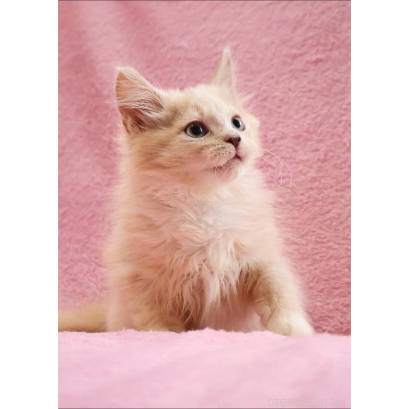 販売中の神奈川県のサイベリアン-128773の2枚目