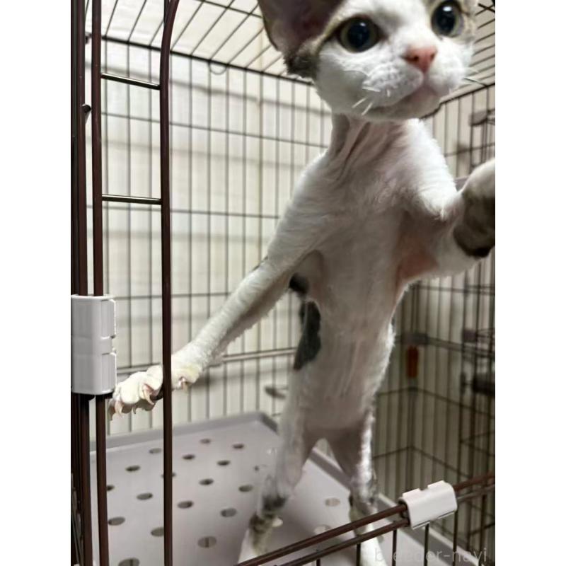 販売中の愛知県のデボンレックス-127979の13枚目