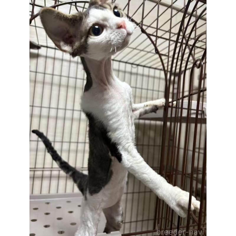 販売中の愛知県のデボンレックス-127979の12枚目