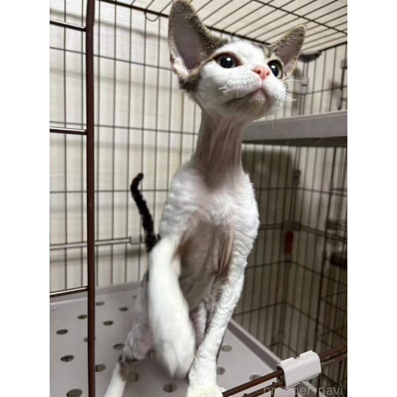 販売中の愛知県のデボンレックス-127979の11枚目