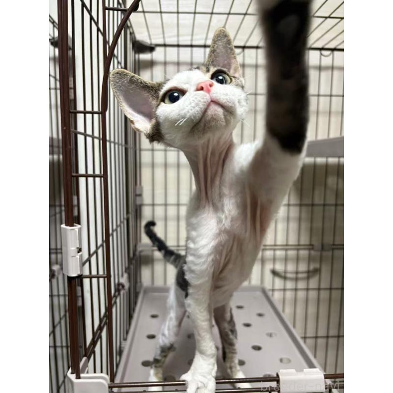 販売中の愛知県のデボンレックス-127979の10枚目