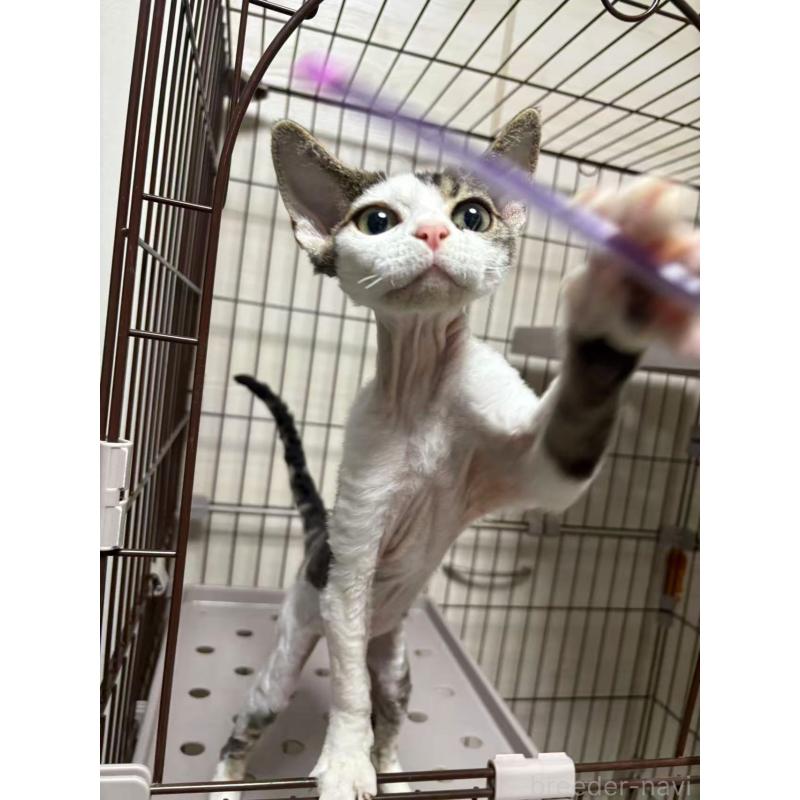 販売中の愛知県のデボンレックス-127979の8枚目