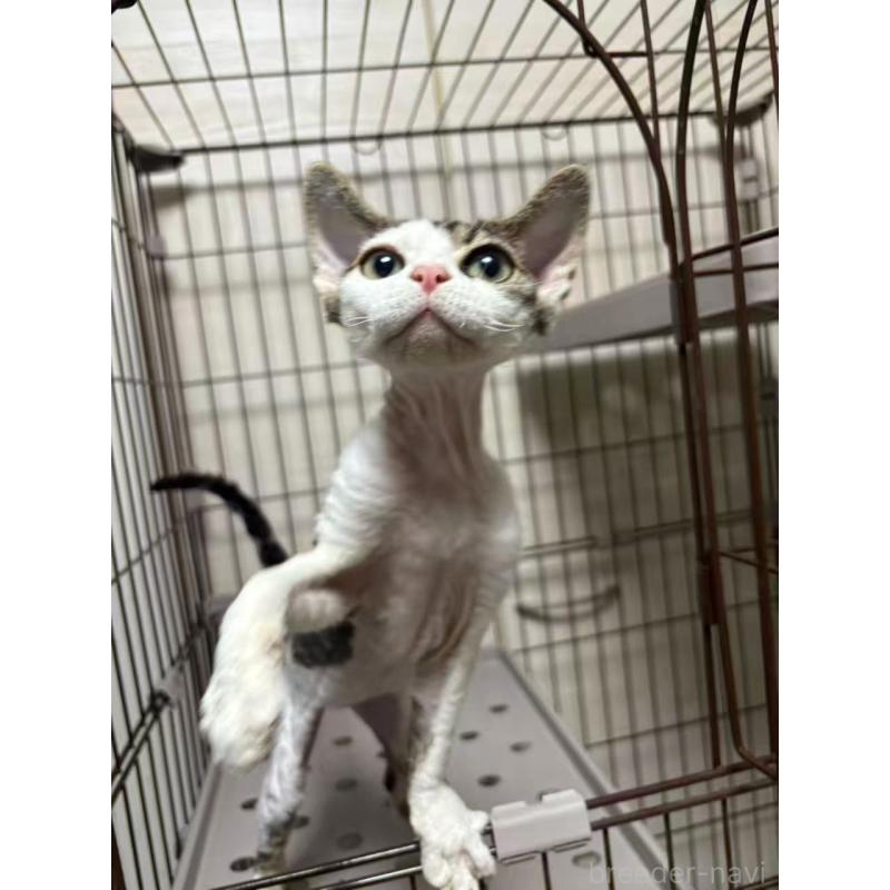 販売中の愛知県のデボンレックス-127979の7枚目