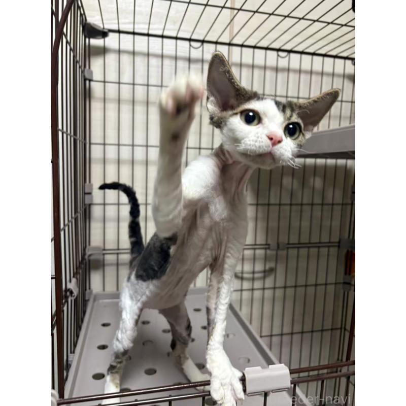 販売中の愛知県のデボンレックス-127979の6枚目