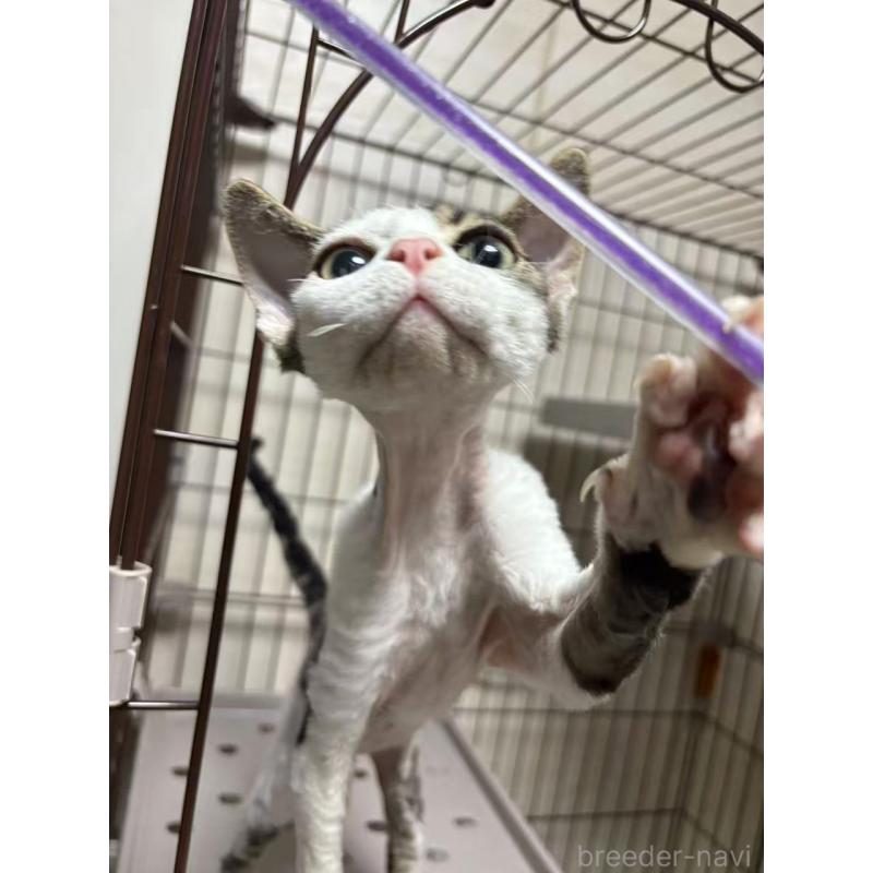 販売中の愛知県のデボンレックス-127979の5枚目