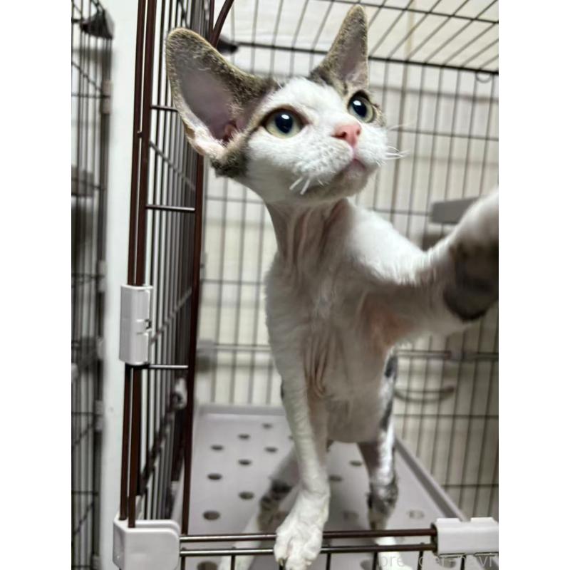 販売中の愛知県のデボンレックス-127979の4枚目