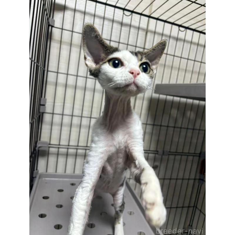 販売中の愛知県のデボンレックス-127979の3枚目