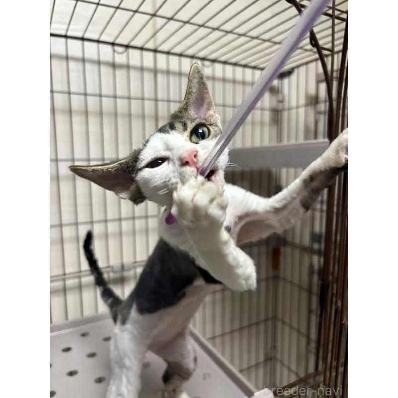 販売中の愛知県のデボンレックス-127979の2枚目