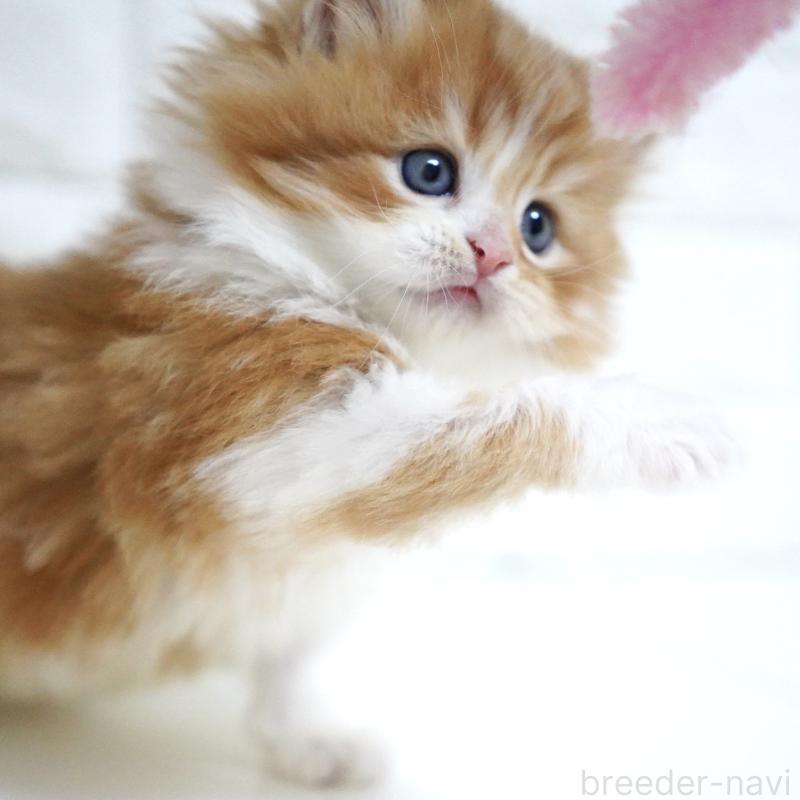 成約済の愛知県のスコティッシュフォールド-130835の2枚目