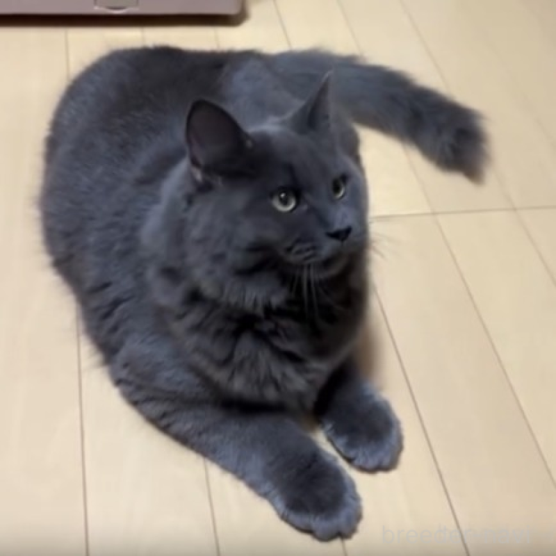 販売中の愛知県のメインクーン-131228の1枚目