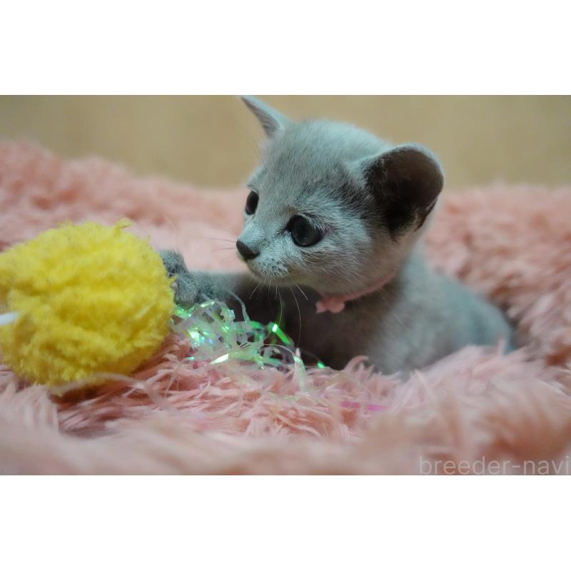販売中の埼玉県のロシアンブルー-131271の1枚目