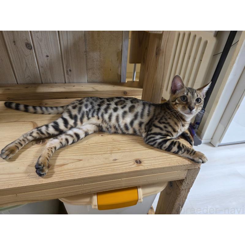 販売中の神奈川県のベンガル-121206の2枚目