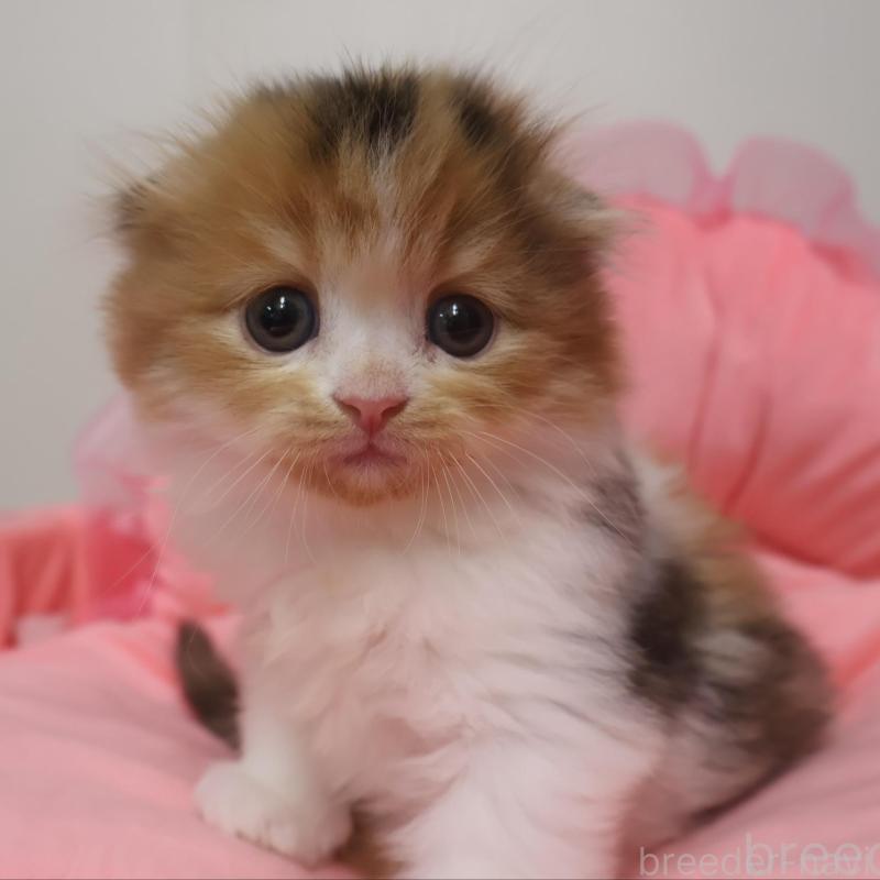 販売中の東京都のスコティッシュフォールド(折れ耳)-131282