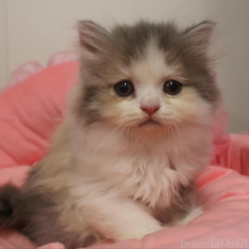 販売中の東京都のスコティッシュフォールド-131283