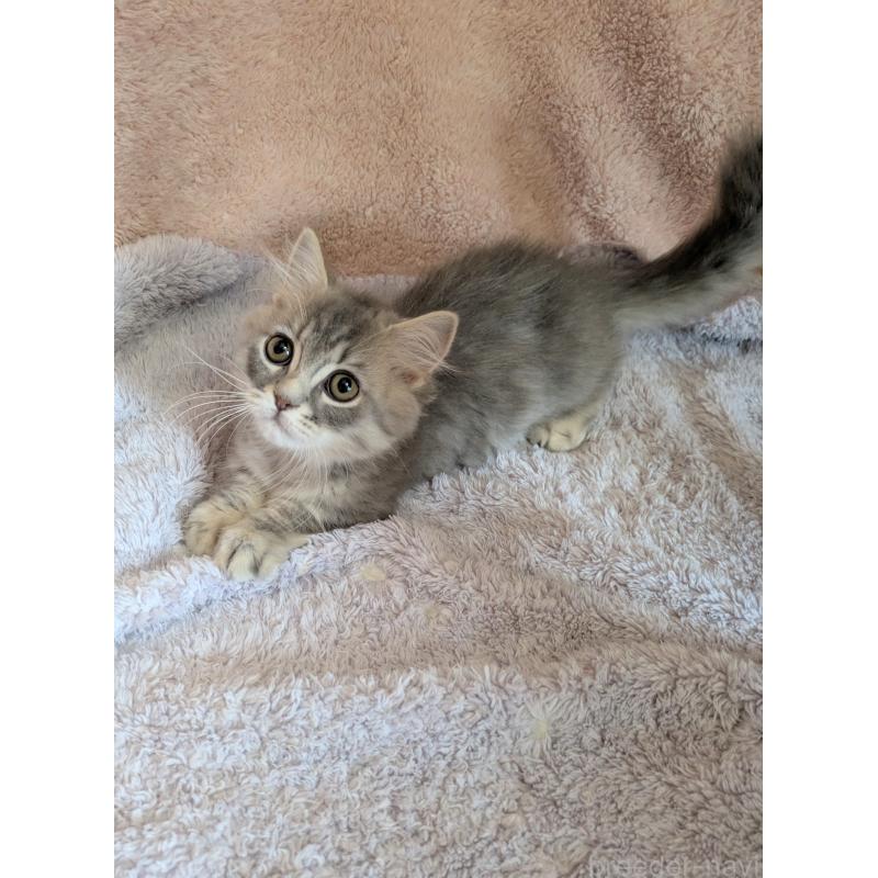 成約済の埼玉県のミヌエット(短足)-129100の3枚目