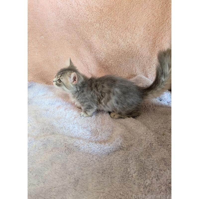 成約済の埼玉県のミヌエット(短足)-129100の2枚目