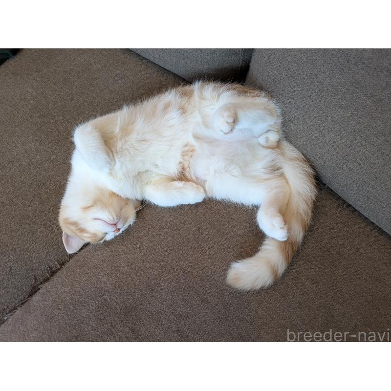 販売中の埼玉県のミヌエット-128690の3枚目