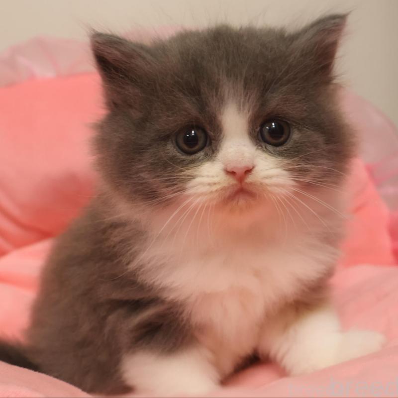 販売中の東京都のスコティッシュフォールド-131284