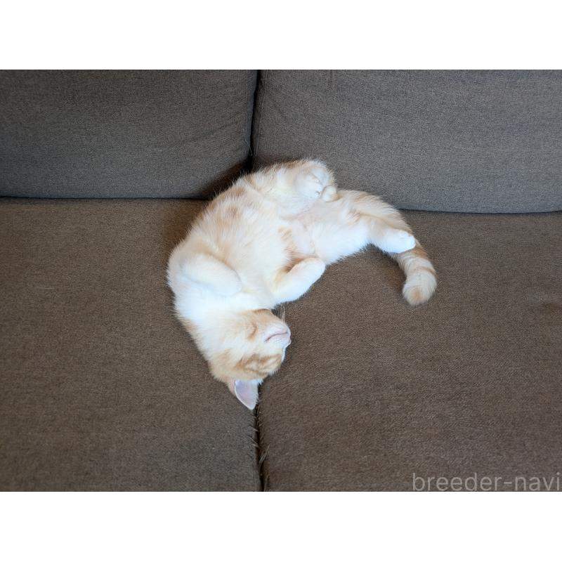 販売中の埼玉県のミヌエット-128690の2枚目