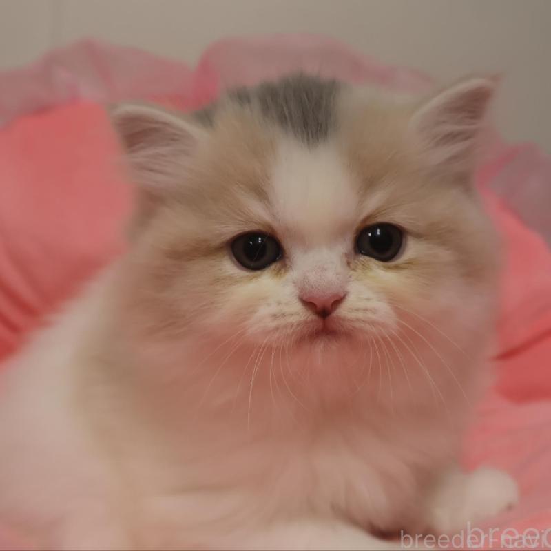 販売中の東京都のスコティッシュフォールド-131285