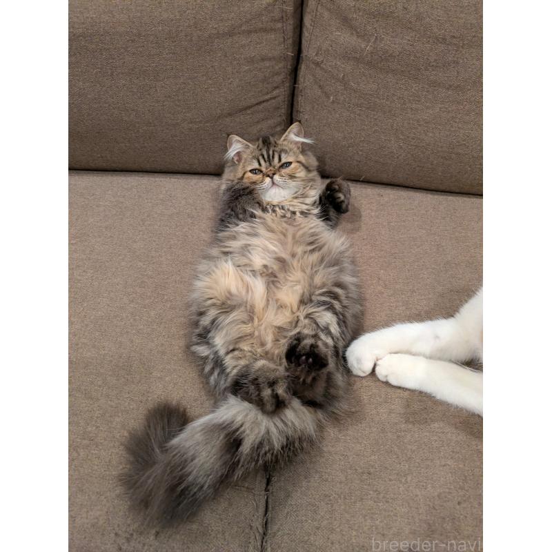 販売中の埼玉県のミヌエット-128236の5枚目