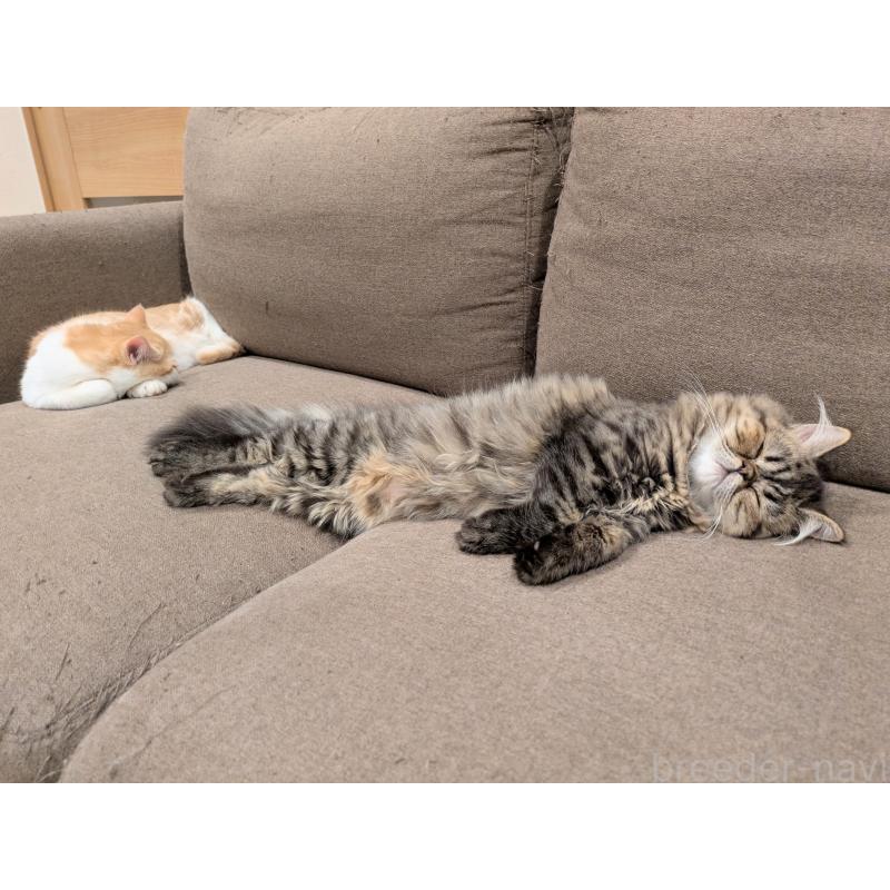 販売中の埼玉県のミヌエット-128236の4枚目