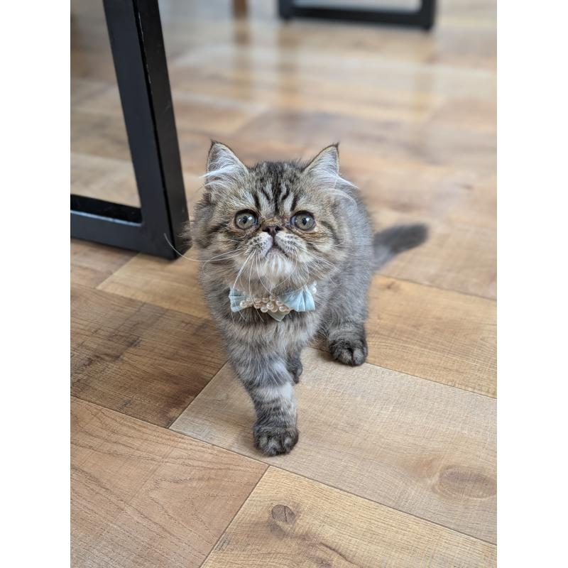 販売中の埼玉県のミヌエット-128236の3枚目