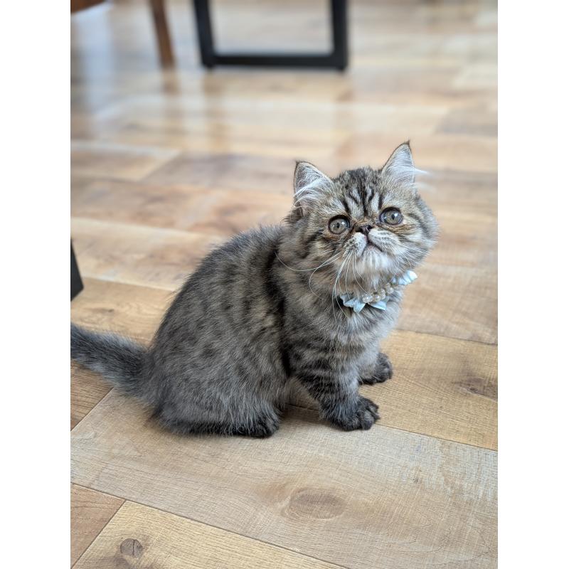 販売中の埼玉県のミヌエット-128236の2枚目