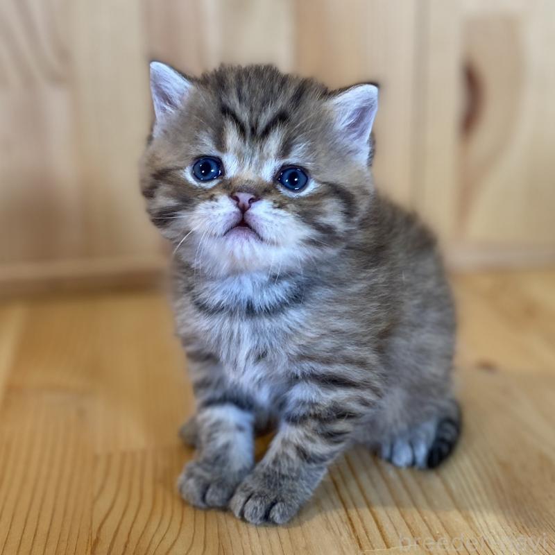 販売中の長野県のスコティッシュストレート-131286の1枚目