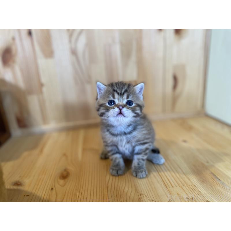 販売中の長野県のスコティッシュストレート-131286の9枚目