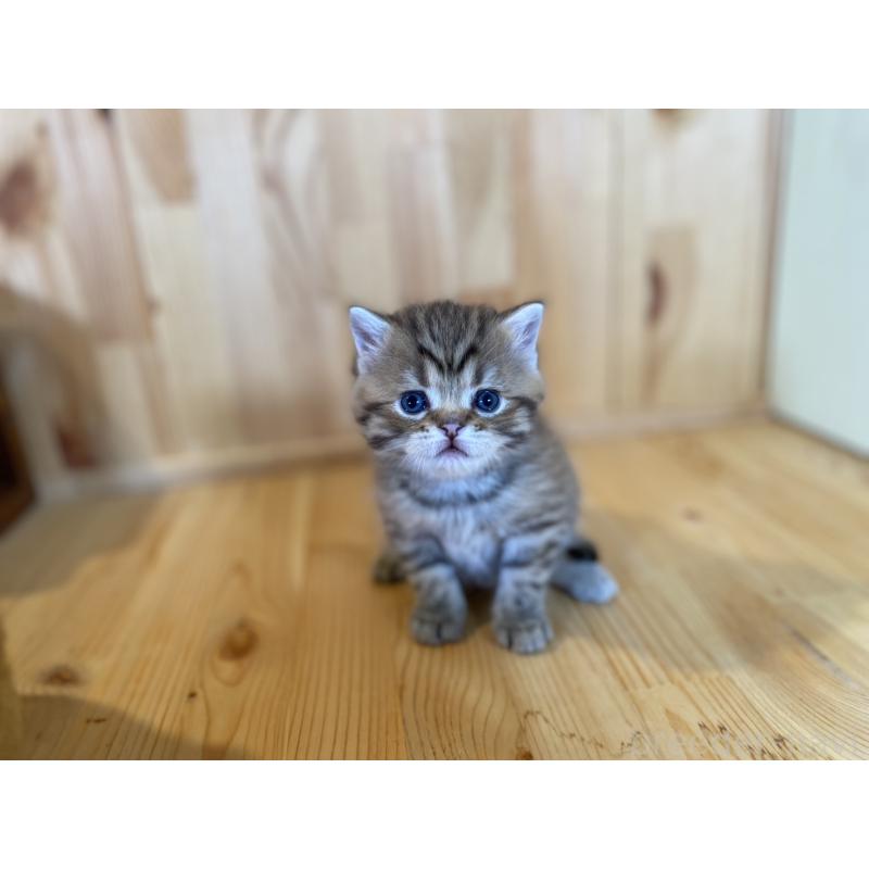 販売中の長野県のスコティッシュストレート-131286の8枚目