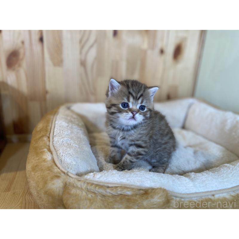 販売中の長野県のスコティッシュストレート-131286の7枚目