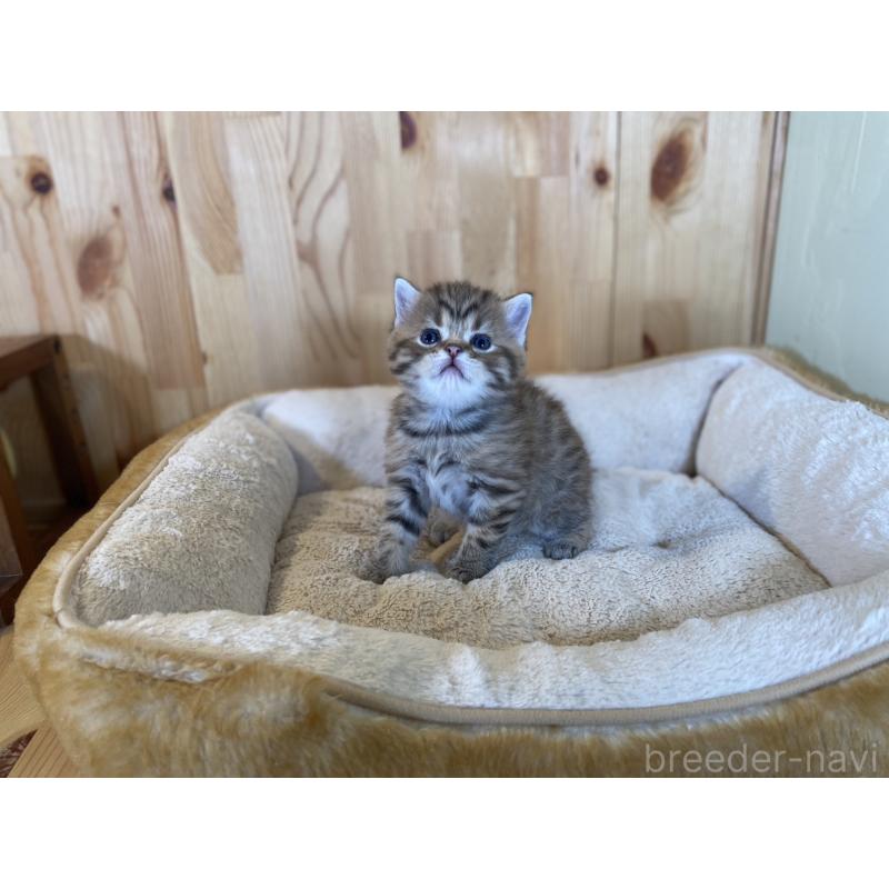 販売中の長野県のスコティッシュストレート-131286の6枚目