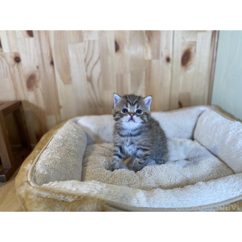 販売中の長野県のスコティッシュストレート-131286の5枚目