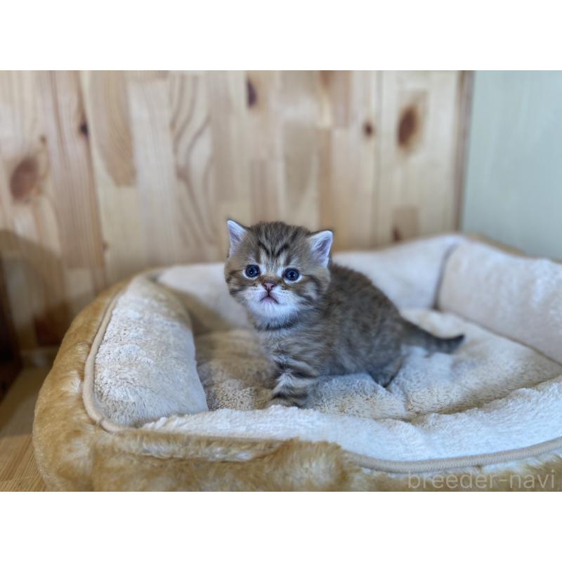 販売中の長野県のスコティッシュストレート-131286の4枚目