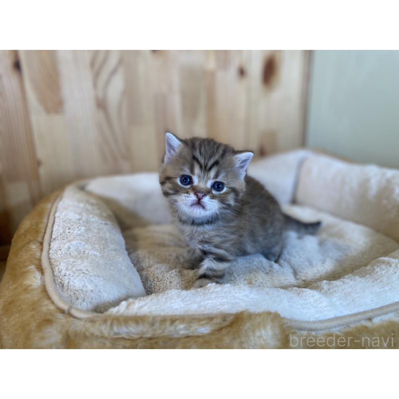 販売中の長野県のスコティッシュストレート-131286の2枚目