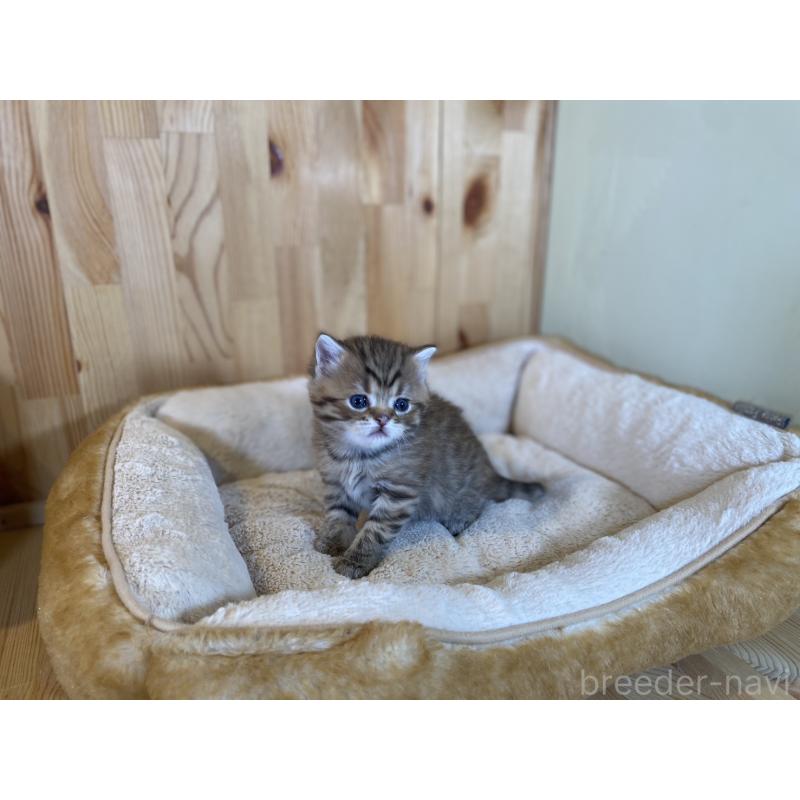 販売中の長野県のスコティッシュストレート-131286の3枚目