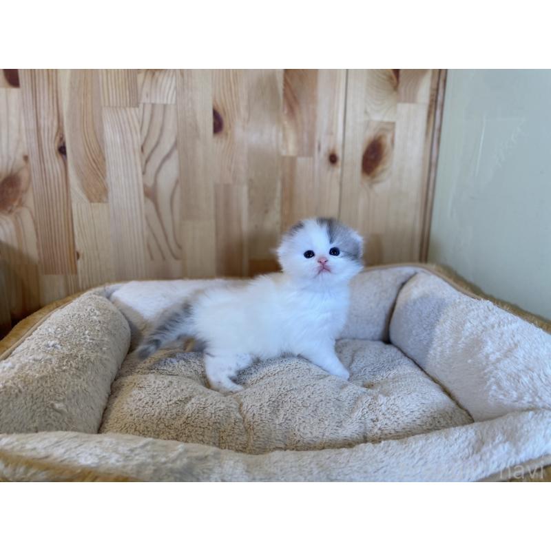 販売中の長野県のスコティッシュフォールド(折れ耳)-131287の9枚目