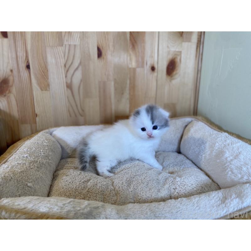 販売中の長野県のスコティッシュフォールド(折れ耳)-131287の8枚目