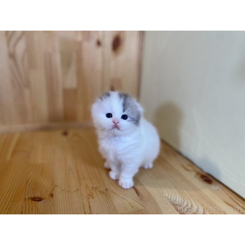 販売中の長野県のスコティッシュフォールド(折れ耳)-131287の7枚目