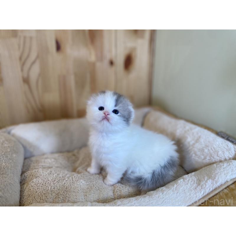 販売中の長野県のスコティッシュフォールド(折れ耳)-131287の6枚目