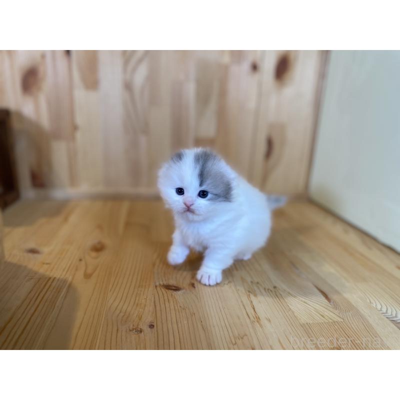 販売中の長野県のスコティッシュフォールド(折れ耳)-131287の5枚目