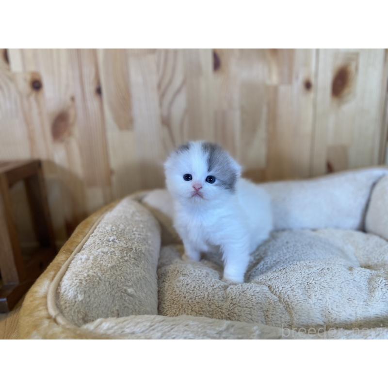 販売中の長野県のスコティッシュフォールド(折れ耳)-131287の4枚目