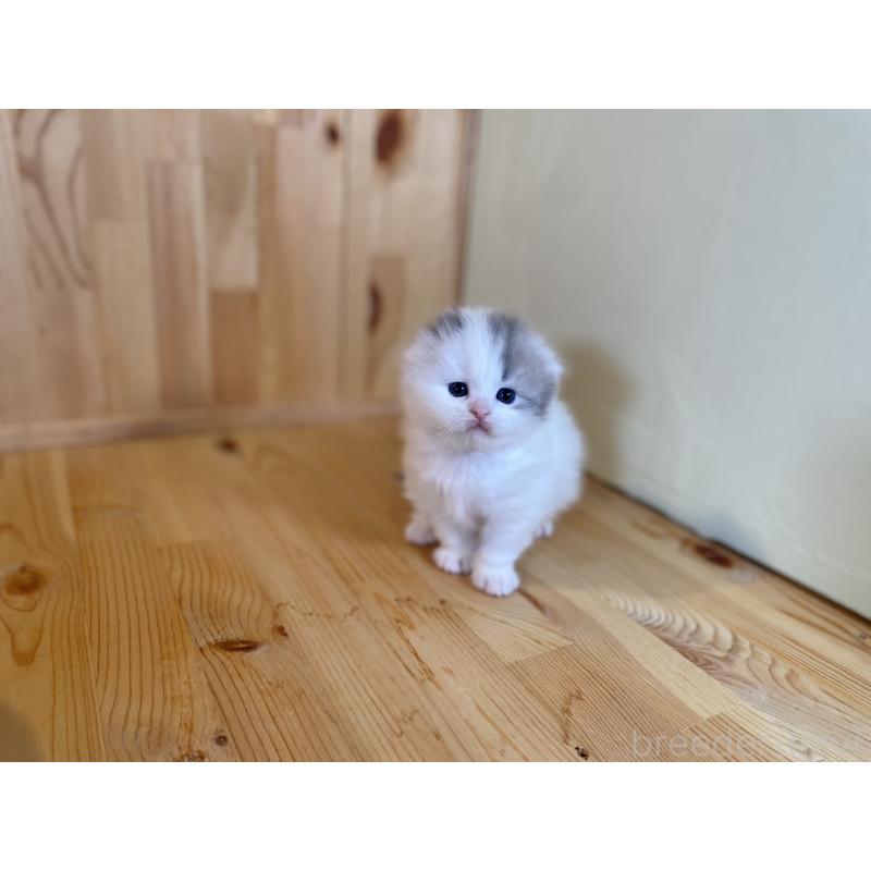 販売中の長野県のスコティッシュフォールド(折れ耳)-131287の3枚目