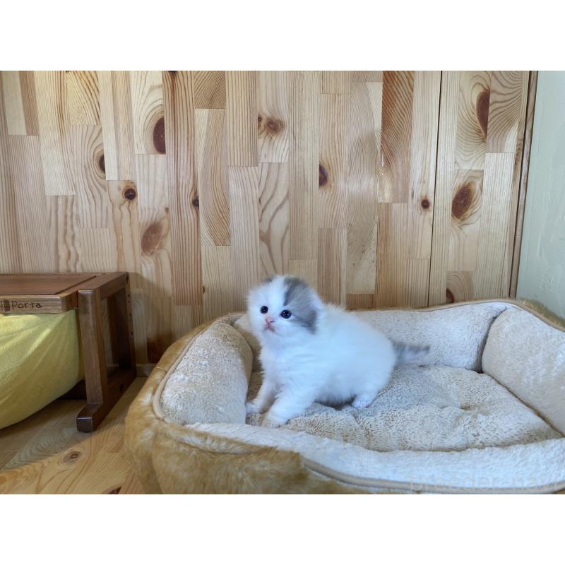 販売中の長野県のスコティッシュフォールド(折れ耳)-131287の2枚目