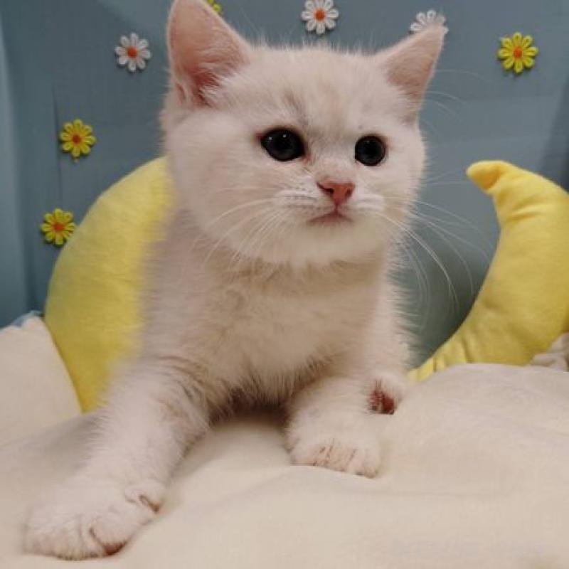 販売中の北海道のミヌエット-131290の4枚目